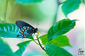 IMG_7838.jpg